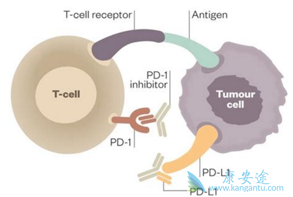 PD-1