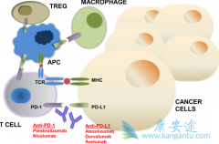 PD-1CTLA4ȵҩЧ