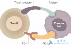 PD-1PD-L1ƼƷڶЧ