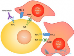 PD-1ƼӳֲںתԷСϸΰߵ