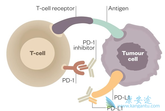 PD-1