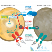 PD-1\PD-L1Ƹı˴ͳ֢Ƶԣ