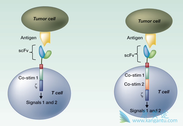 CAR-T