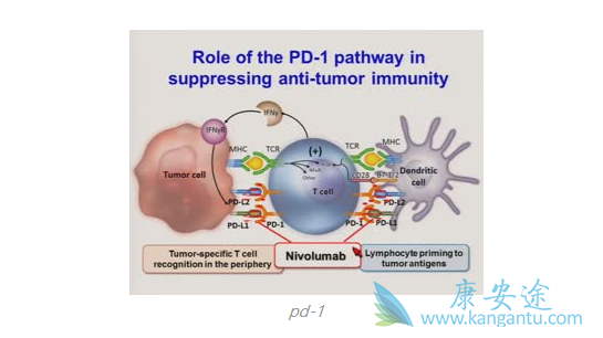 PD-1Ƽ