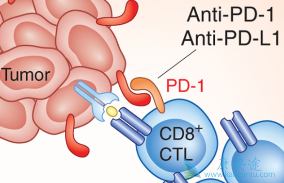 PD-1Ƽ