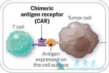 CAR-T