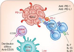 ʲôPD-1Ƽ? PD-1Ƽư֢Чô