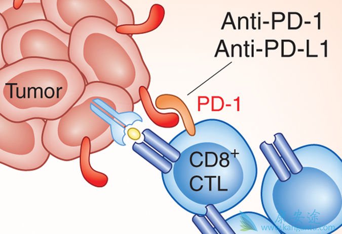 PD-1 Tϸ