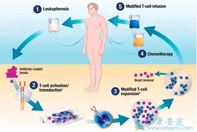 CD19